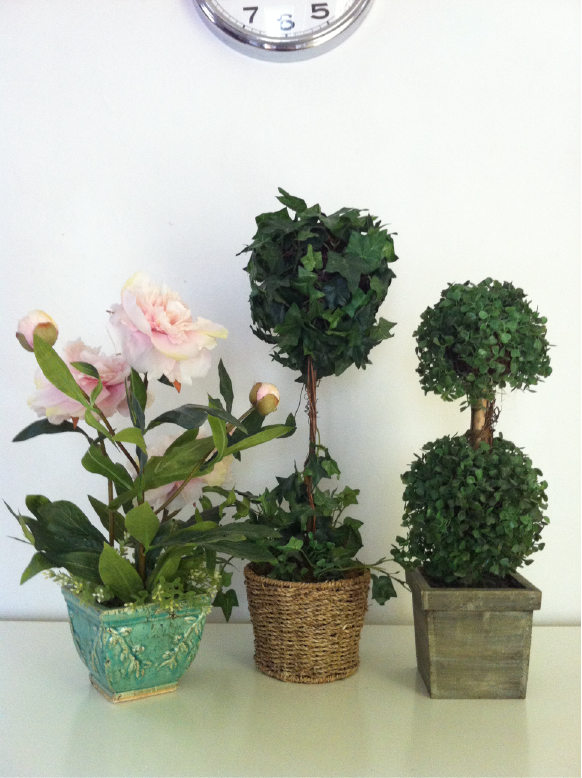 Two Topiaries and Peony Plant
