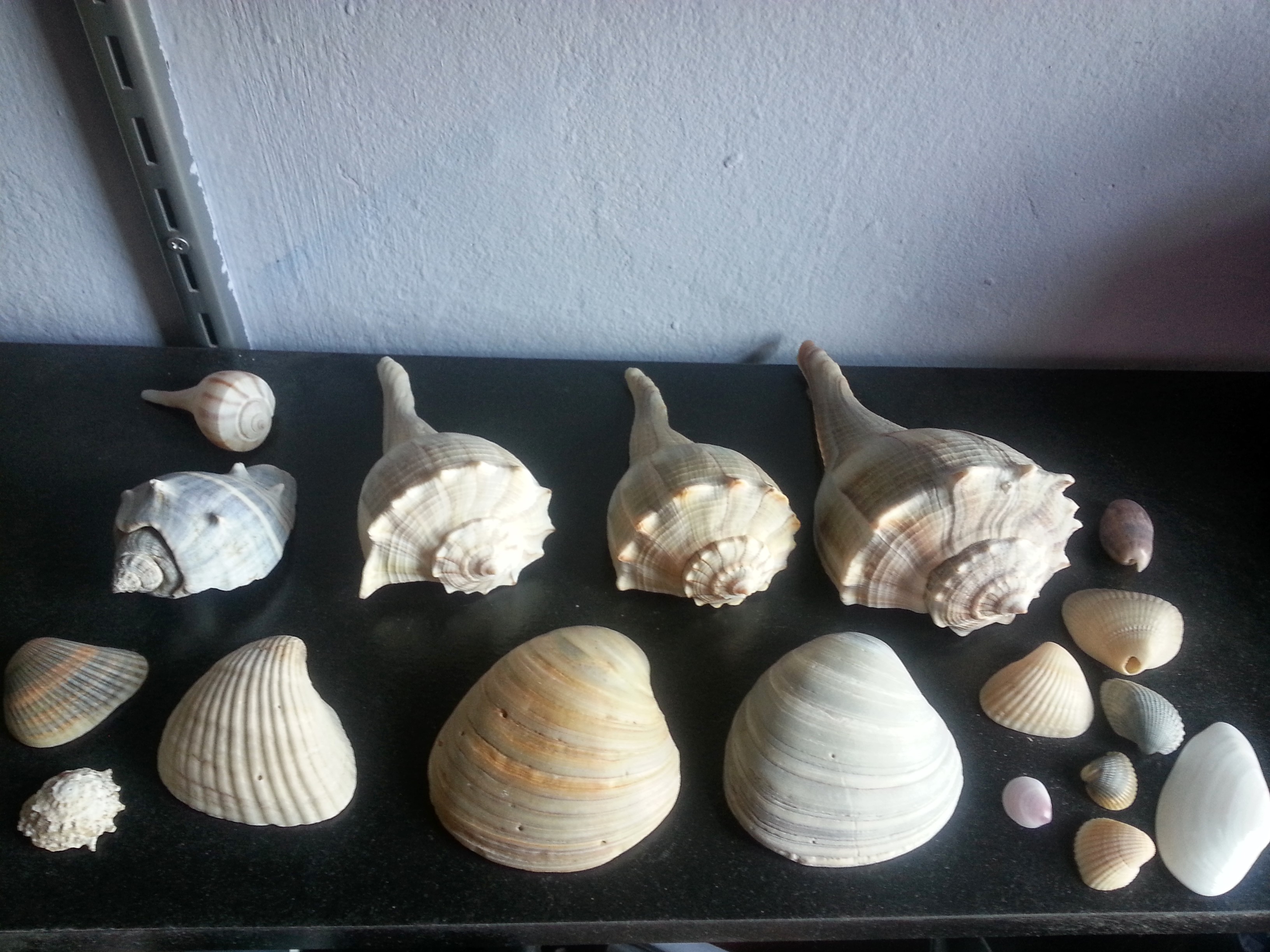 Sea Shells from the Northern Hemisphere