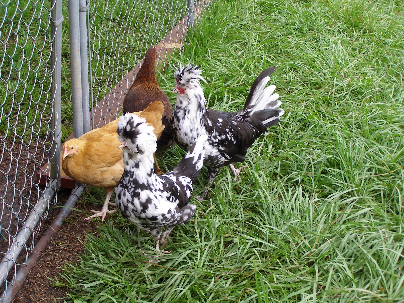 Mottled Houdan Pullet & Cockerel (Rooster) (Chicken) (Hen)
