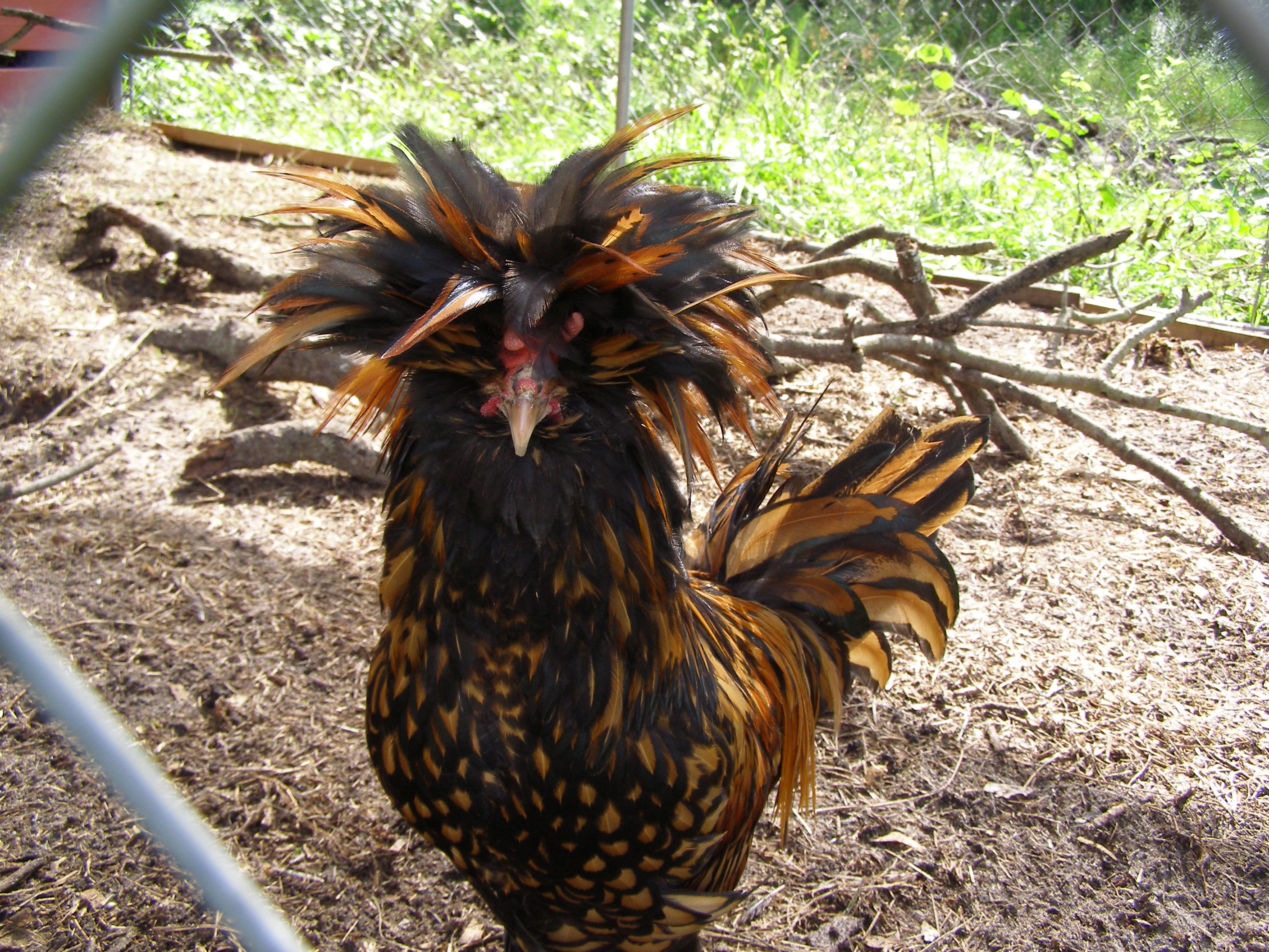 Golden Polish Cockerel (Rooster)