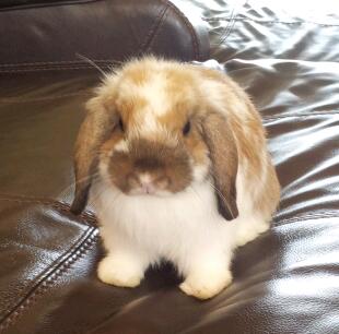 bunny holland lop with cage and supplies $130