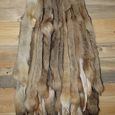 Tanned Coyote Pelt