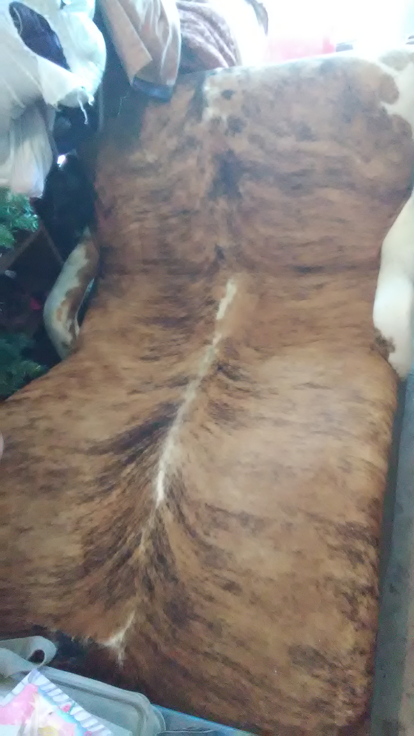 Longhorn cowhide chair/chaise lounge