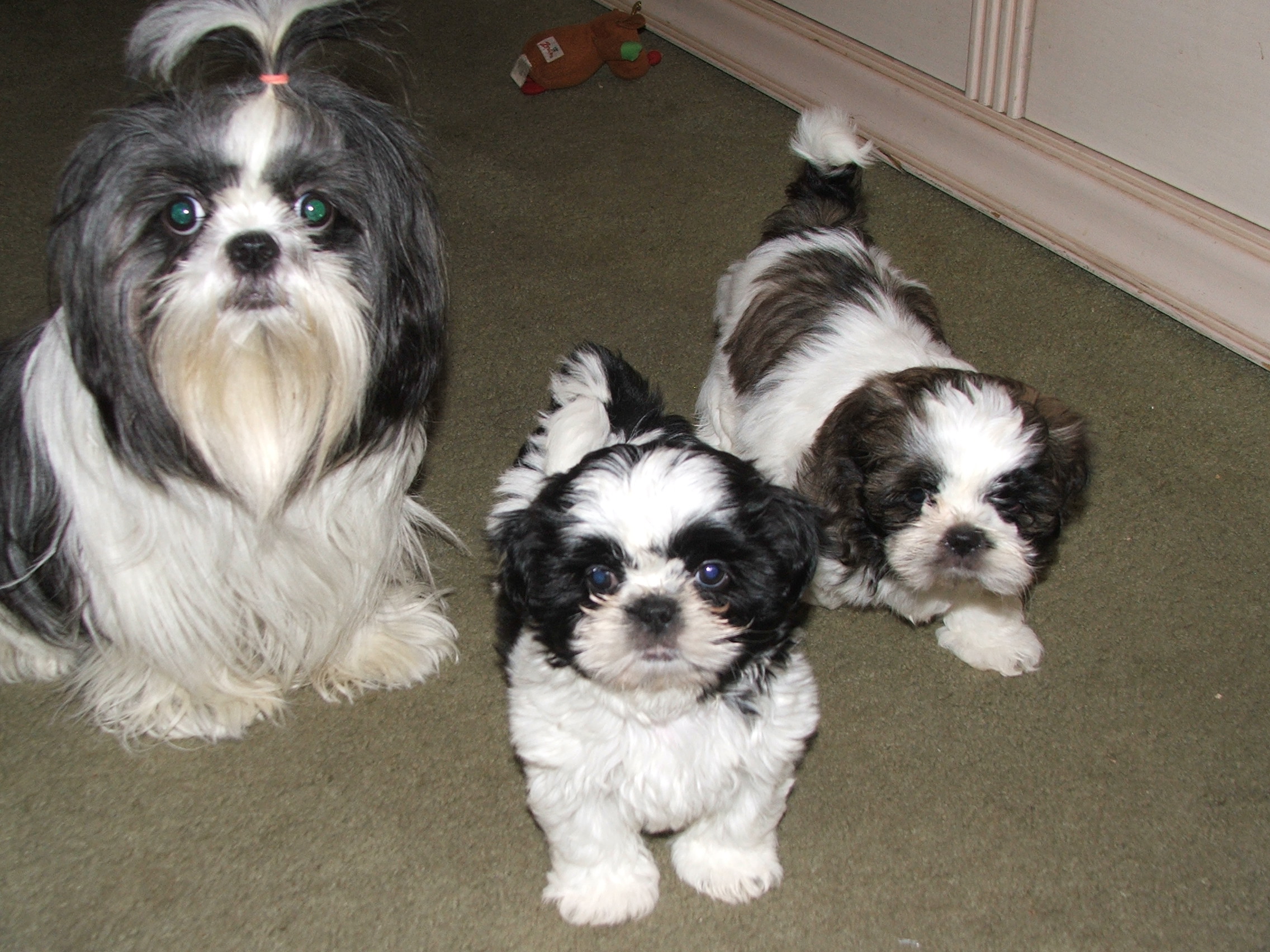 black and white shih tzu puppies for sale