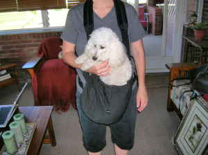 Pocket Dog Carrier