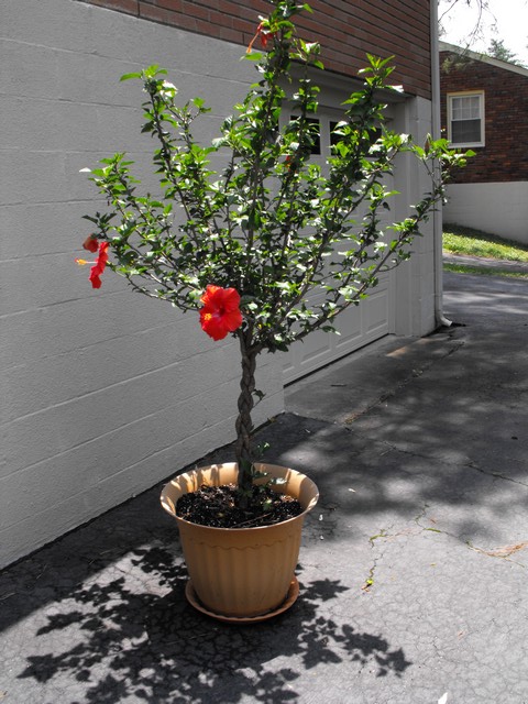 Hibiscus Tree with Braided Trunk
