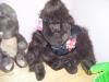 WILD THING stuffed gorilla