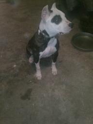 4 month old female pit bull
