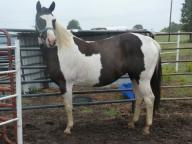 Black Paint Horse (mare)