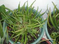 Aloe Vera Plants-Medical Plants