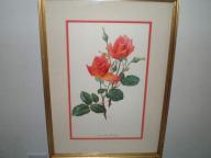 Montezuma Roses Print