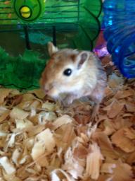 3 Gerbils with 2 story cage, food, bedding, dust bath and toys