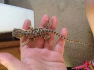 3 months Bearded dragons