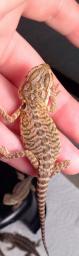 3month old leatherback bearded dragons
