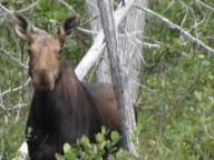 moose in maine