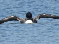 stretching loon