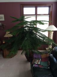 Norfolk pine tree
