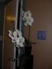 Silk Potted White Orchid (Set of 2)