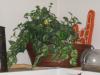 Decorative Ivy Plant