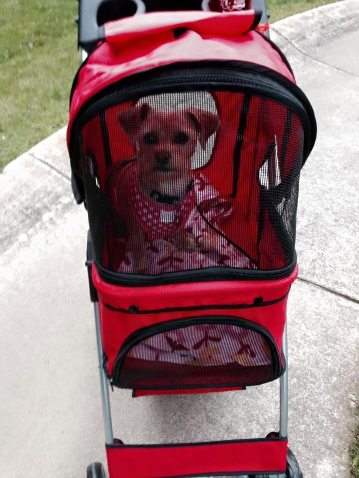 Dog or Cat pet stroller